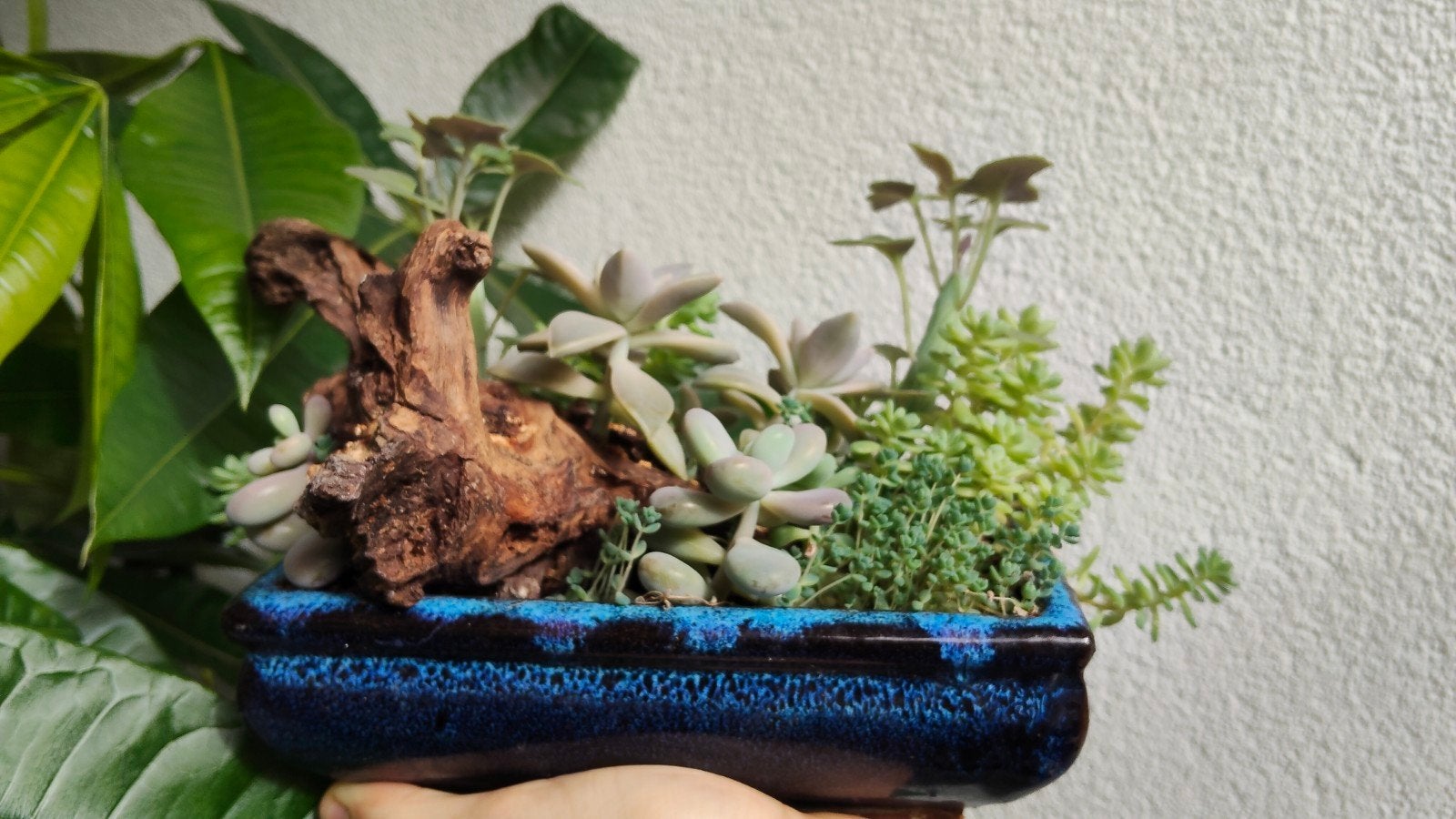 Pastel succulent garden arrangement in bonsai pot, Vetplant, Ophalen of Verzenden, In pot, Minder dan 100 cm