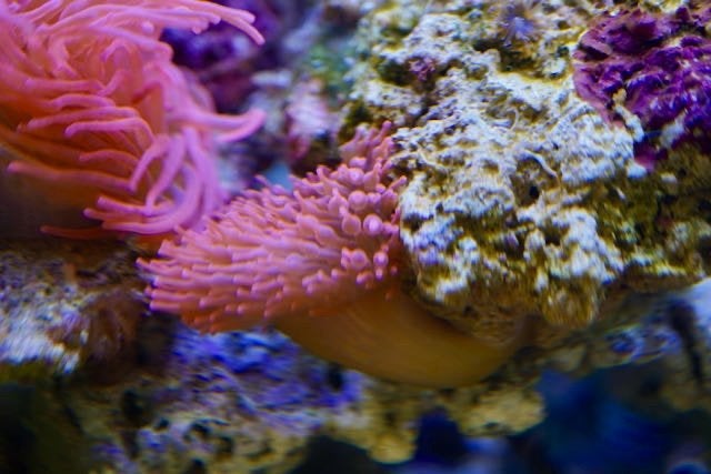 'zeeaquarium'  Rode anemoon op steen., Dieren en Toebehoren, Ophalen, Gevuld zeewateraquarium, Overige merken