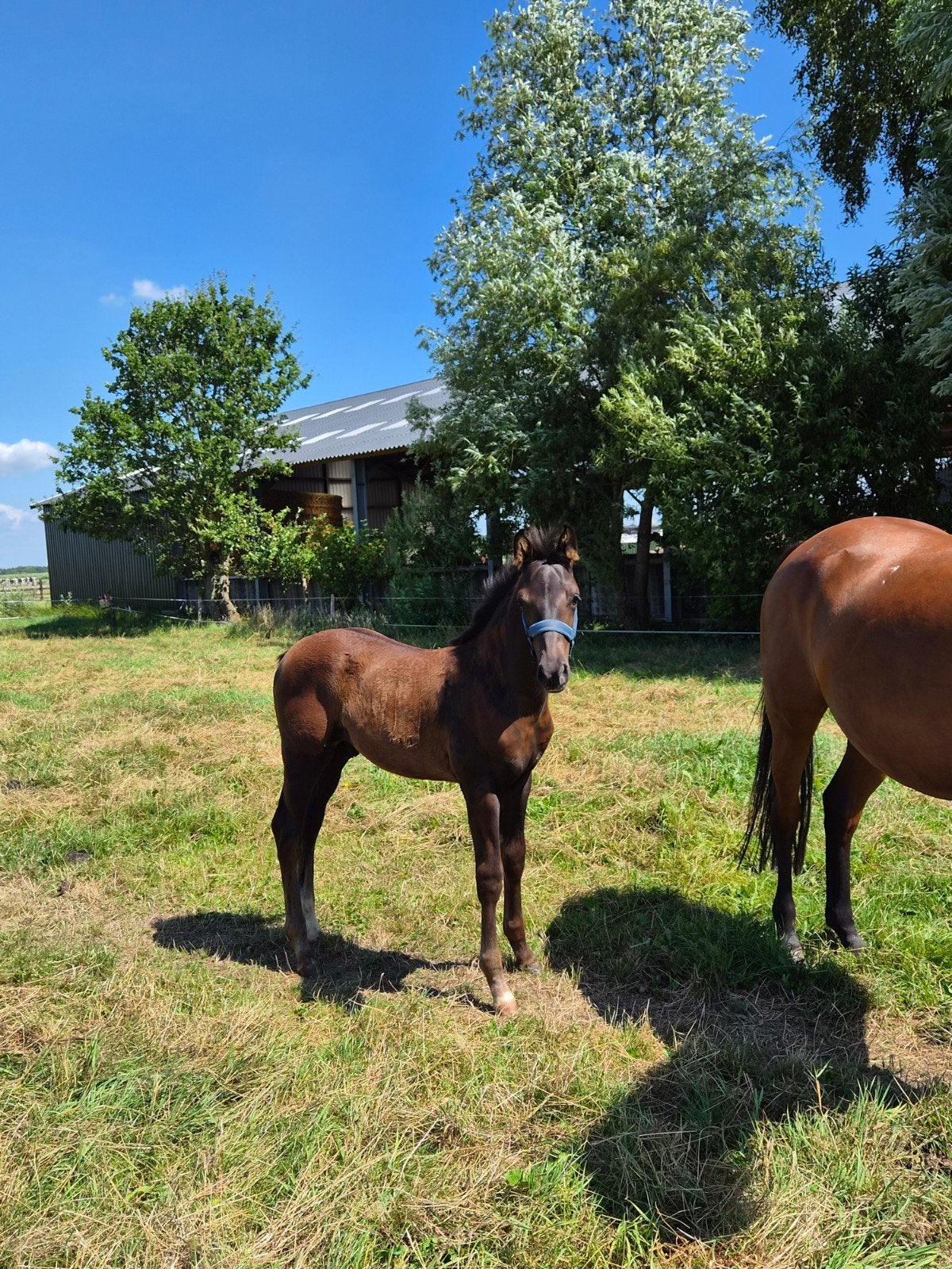 Super knap hengst veulen, Dieren en Toebehoren, Paarden, Hengst, Minder dan 160 cm, 0 tot 2 jaar, Dressuurpaard