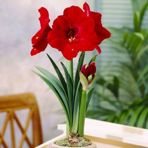 amaryllis zaadjes, Ophalen of Verzenden, Gehele jaar, Halfschaduw, Zaad