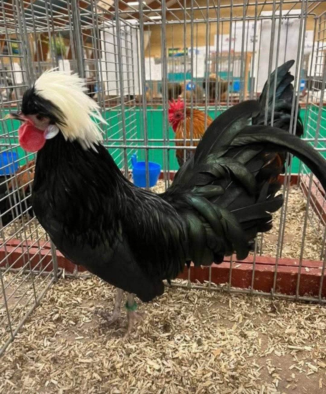 gezocht Hollandse kuifhoen haan ( zwart met wit kuif), Dieren en Toebehoren, Mannelijk, Kip