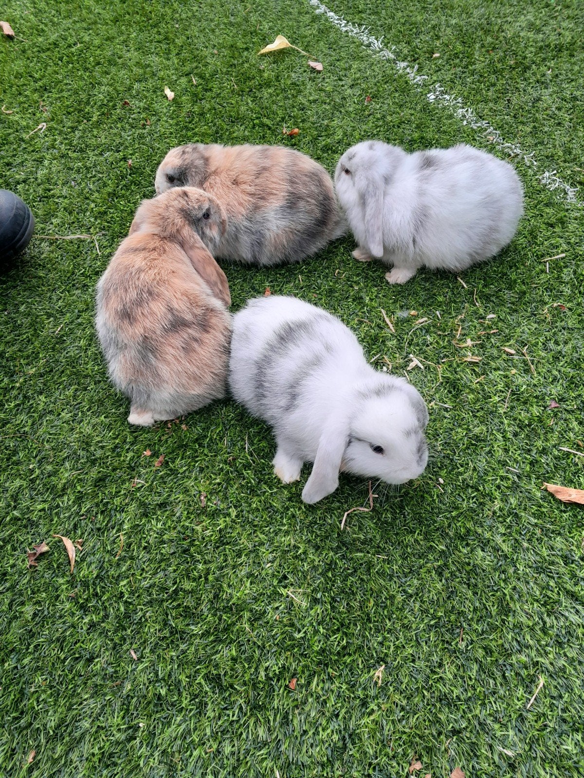 Schattig nest Nederlands hangoor dwergkonijnen, Dieren en Toebehoren, Vrouwelijk, Dwerg, Hangoor