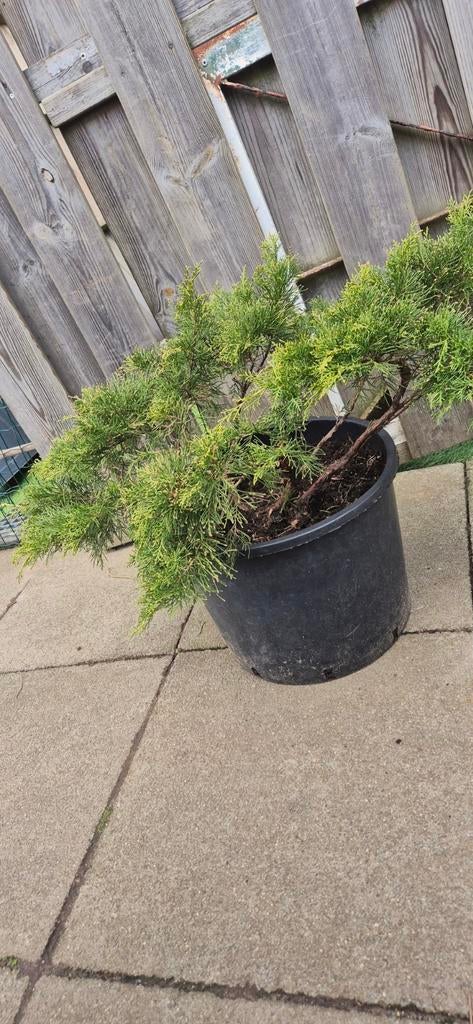 Startmatriaal juniperus bonsai, Ophalen of Verzenden, Overige soorten, Halfschaduw