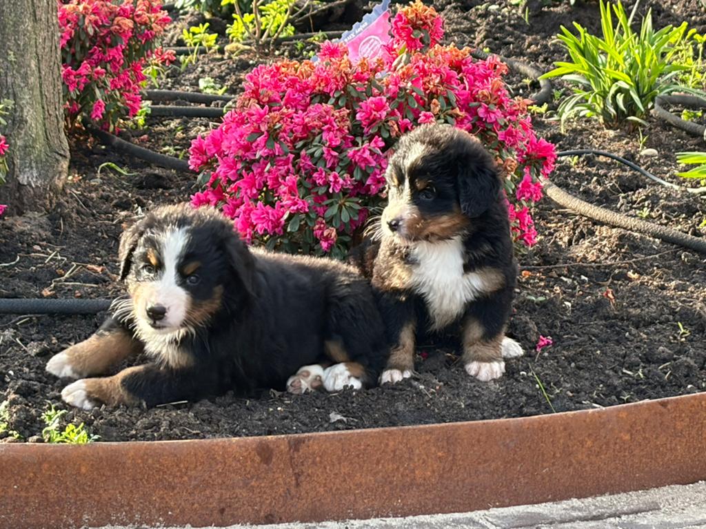 Prachtige berner sennen pups, Parvo, 8 tot 15 weken, Groot, Meerdere