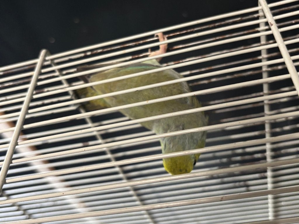 4x Forpus coelestis + gratis 2 kooien + 1x van keulen blok, Meerdere dieren, Papegaai, Geringd