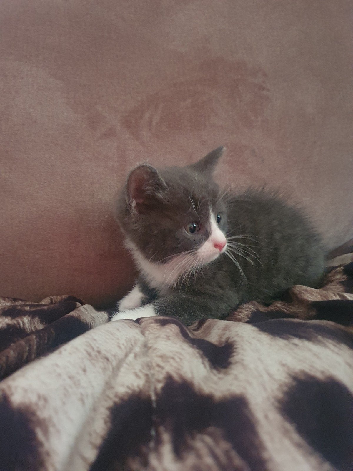 Mooie kittens, Meerdere dieren, 0 tot 2 jaar