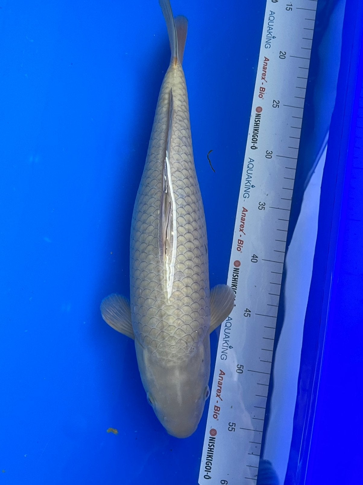 Chagoi, Karper of Koi