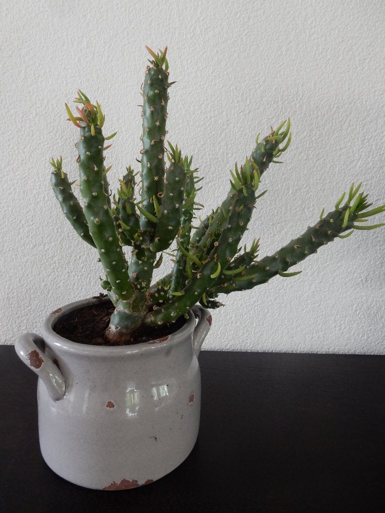 Austrocylindropuntie cactus, Ophalen, Minder dan 100 cm, In pot, Cactus