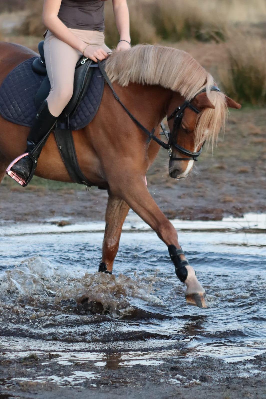 Talentvolle cpony, Dieren en Toebehoren, Pony's, Merrie, B, C pony (1.27m tot 1.37m), Springpony, 3 tot 6 jaar, Met stamboom, Gechipt