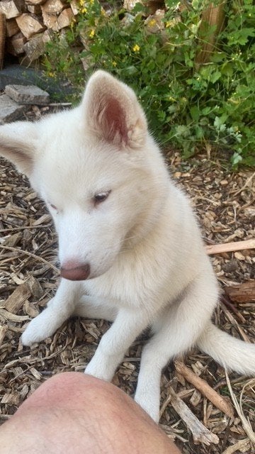 Shepsky kruising, Dieren en Toebehoren, Honden | Niet-rashonden, 8 tot 15 weken, Teef, Parvo, Eén hond