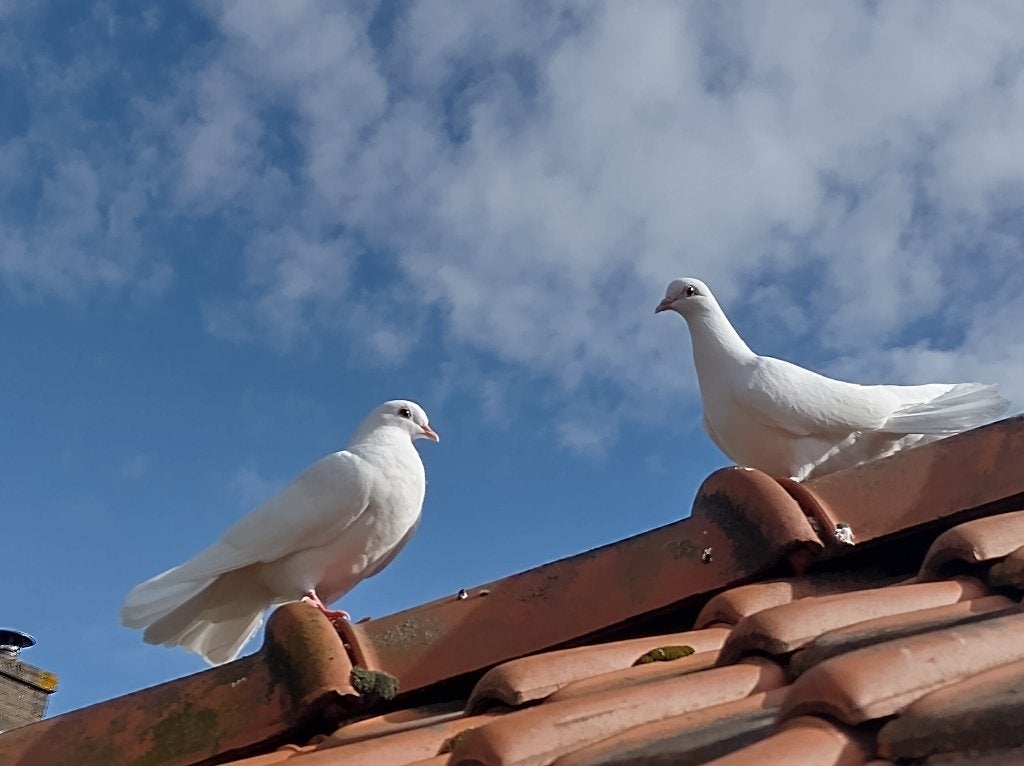 Wit jonge pauwstaart duifjes, Dieren en Toebehoren, Vogels | Duiven, Vrouwelijk, Overige soorten