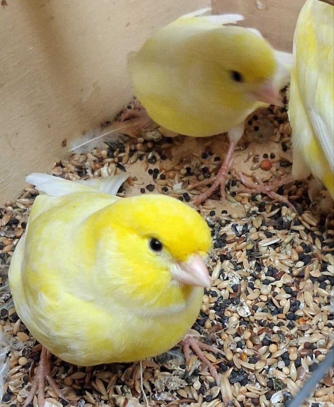 gele kanarie mannen, Dieren en Toebehoren, Mannelijk, Kleurkanarie