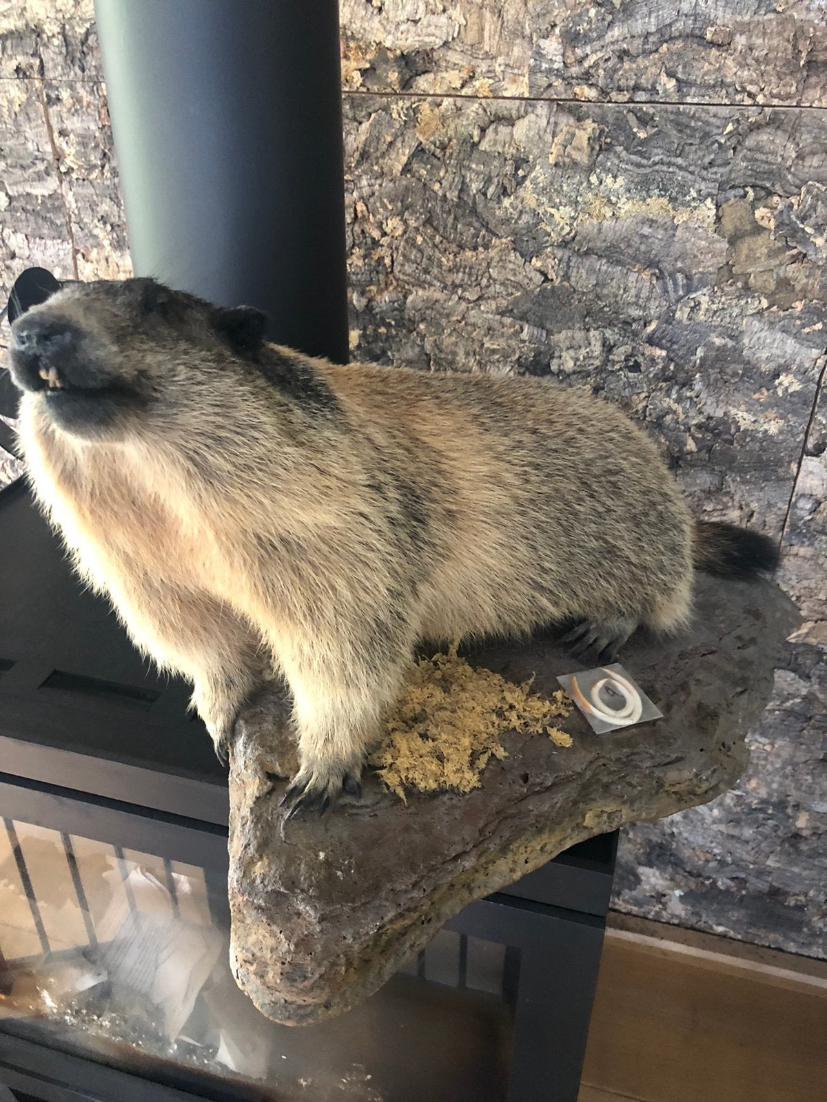 Opgezet Murmeltier, Alpenmarmot., Ophalen of Verzenden, Zo goed als nieuw, Wild dier, Opgezet dier