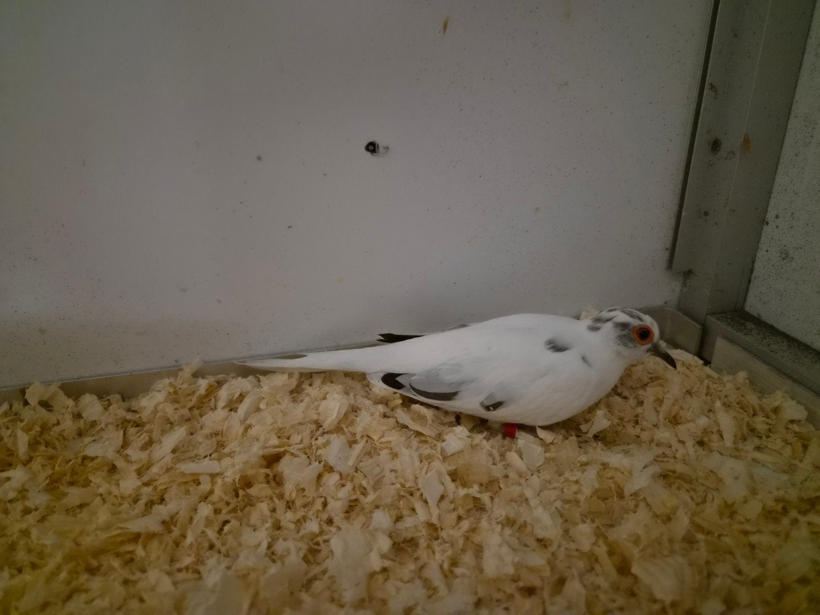 diamantduifjes bont, Meerdere dieren, Overige soorten