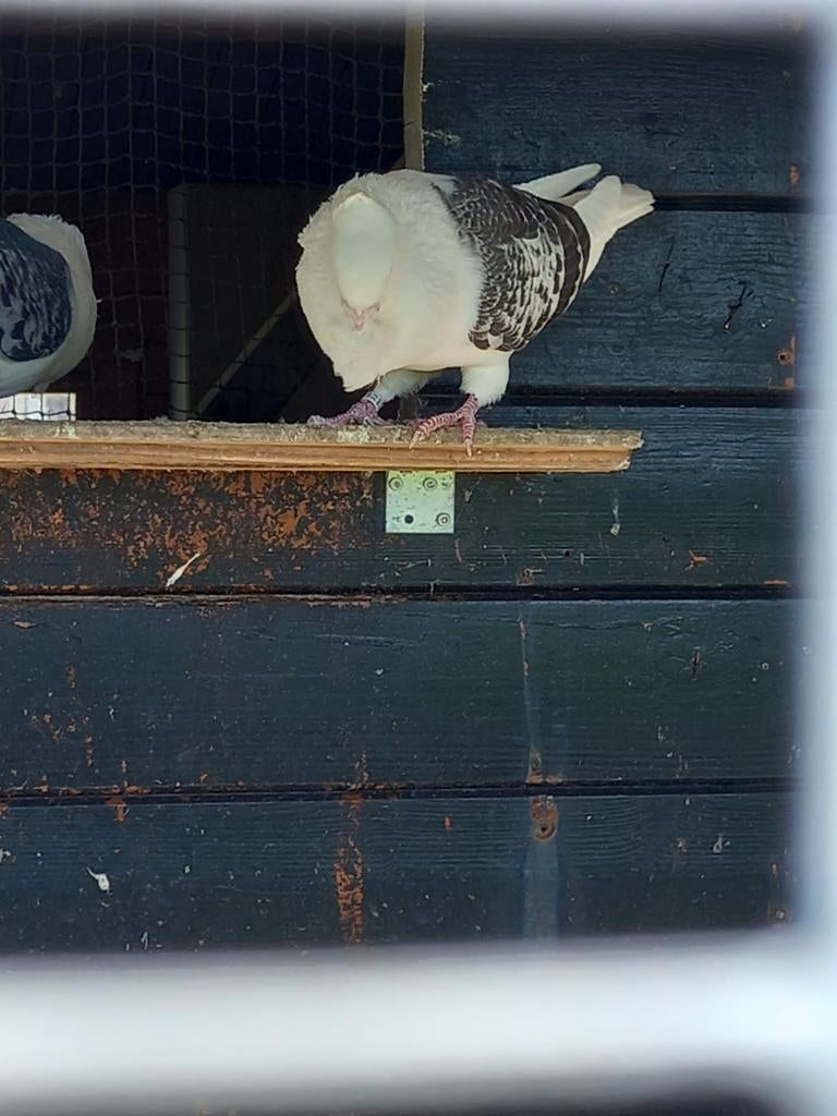 Oud hollandse meeuw, Dieren en Toebehoren, Meerdere dieren