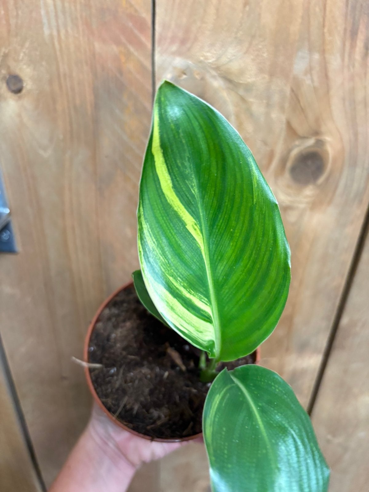 Strelitzia reginae variegata plant albo mint white lemon, Ophalen of Verzenden, Halfschaduw, Minder dan 100 cm