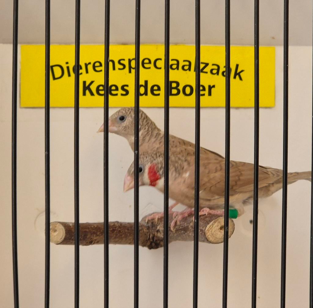 Koppel bruine bandvinken, Meerdere dieren