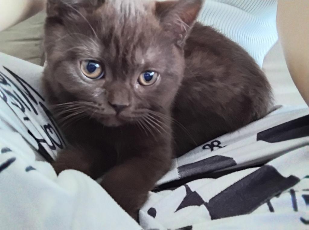 Kitten Britse korthaar, Dieren en Toebehoren, Katten en Kittens | Raskatten | Korthaar, Kater