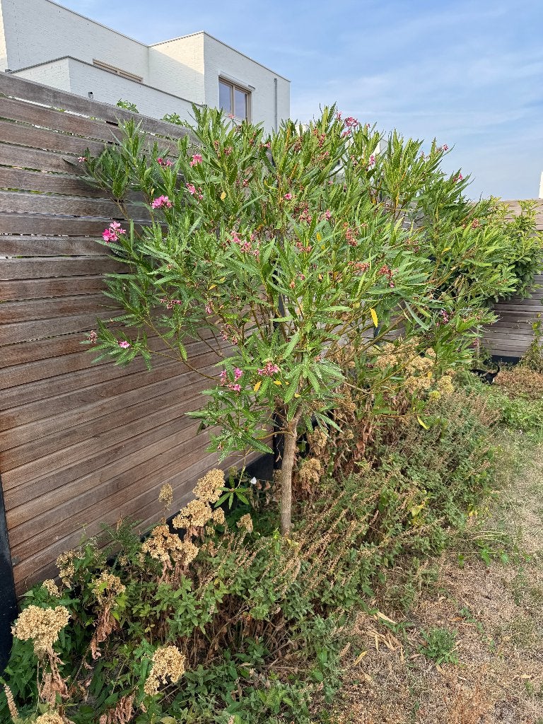 Mooie Oleander - Bloeiende struik, Overige soorten, 100 tot 250 cm, Zomer, Ophalen