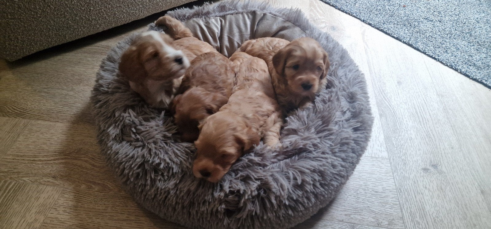 Australian labradoedel Pups (mini), Ophalen of Verzenden, Overige