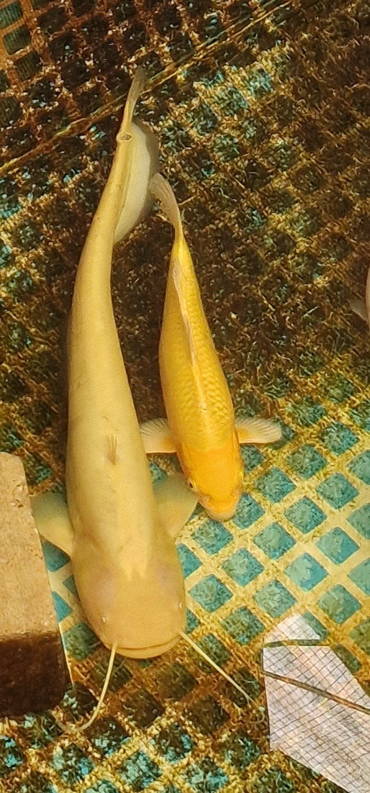 uniek! albino europese meerval silurus glanis tam 60 cm, Dieren en Toebehoren, Overige soorten