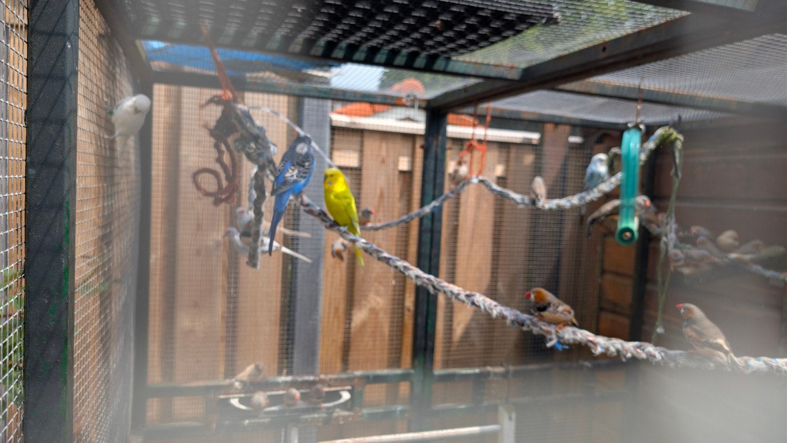 Gratis afhalen alles in 1 keer, Meerdere dieren