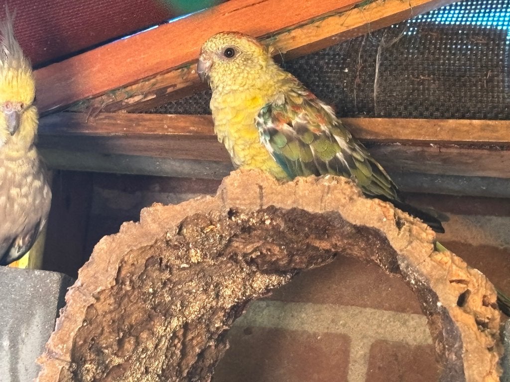 Te koop: Roodrugparkieten en Grasparkiet, Meerdere dieren, Parkiet, Tam