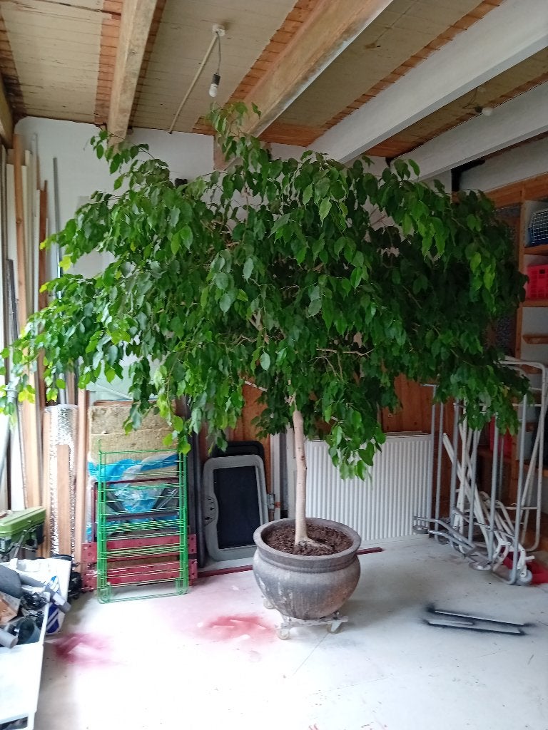 Ficus Benjamin +/- 70 jr oud, 250cm, Ophalen, Ficus, 200 cm of meer, Halfschaduw