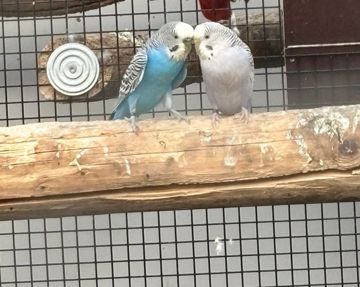 Nog 2 baby grasparkietjes blauw en violet, Dieren en Toebehoren, Vogels | Parkieten en Papegaaien, Geslacht onbekend, Parkiet