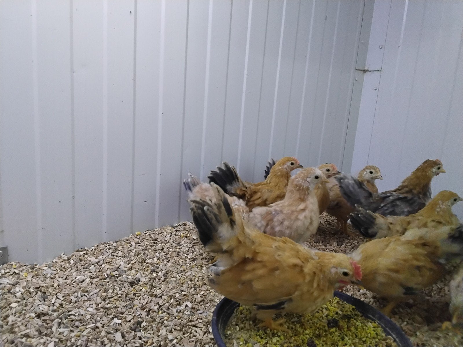 Serama haantjes, Dieren en Toebehoren, Pluimvee, Mannelijk, Kip