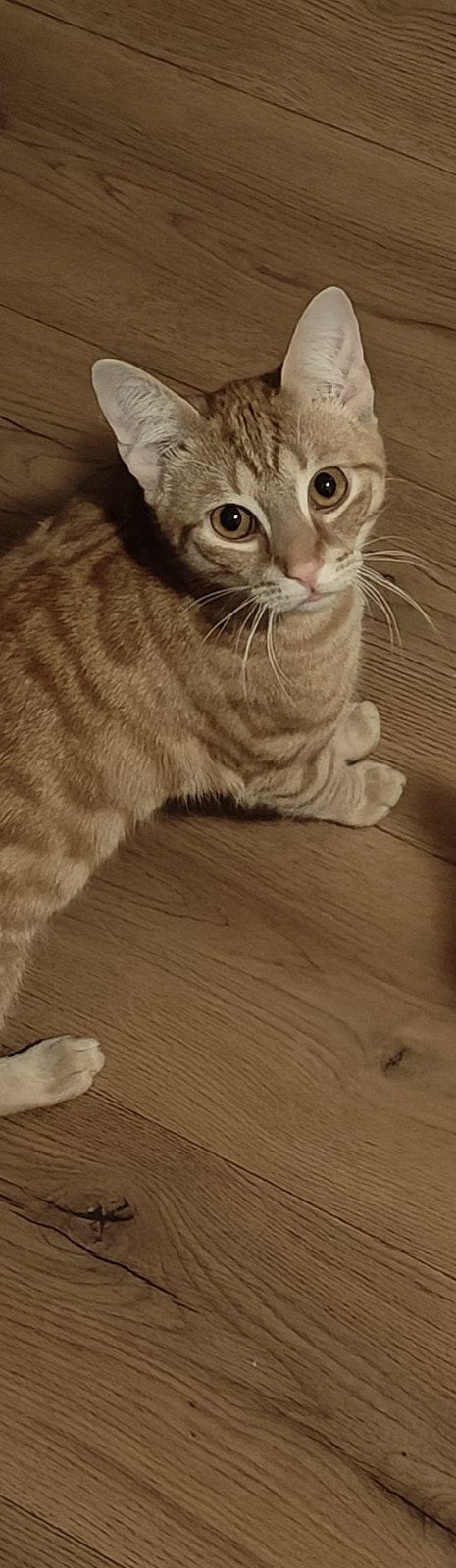 Lieve Twinkel, Dieren en Toebehoren, Kater