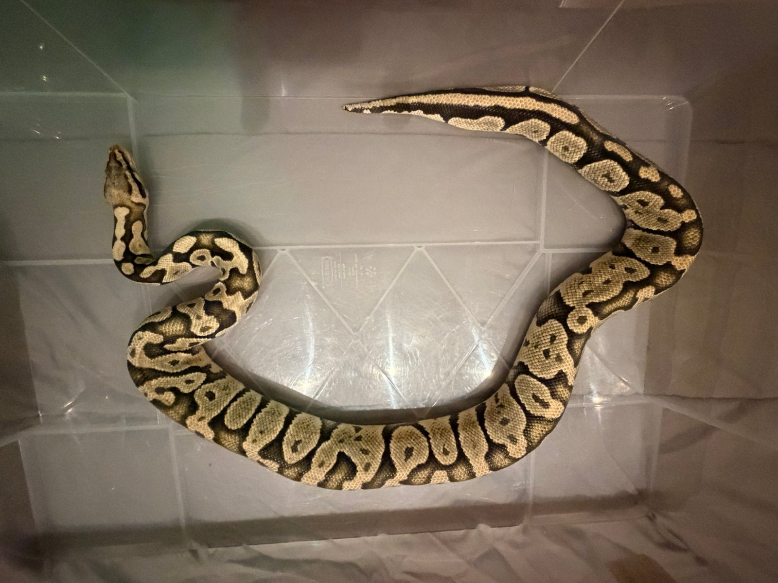 Koningspython 0.1 Ball Python photo 2