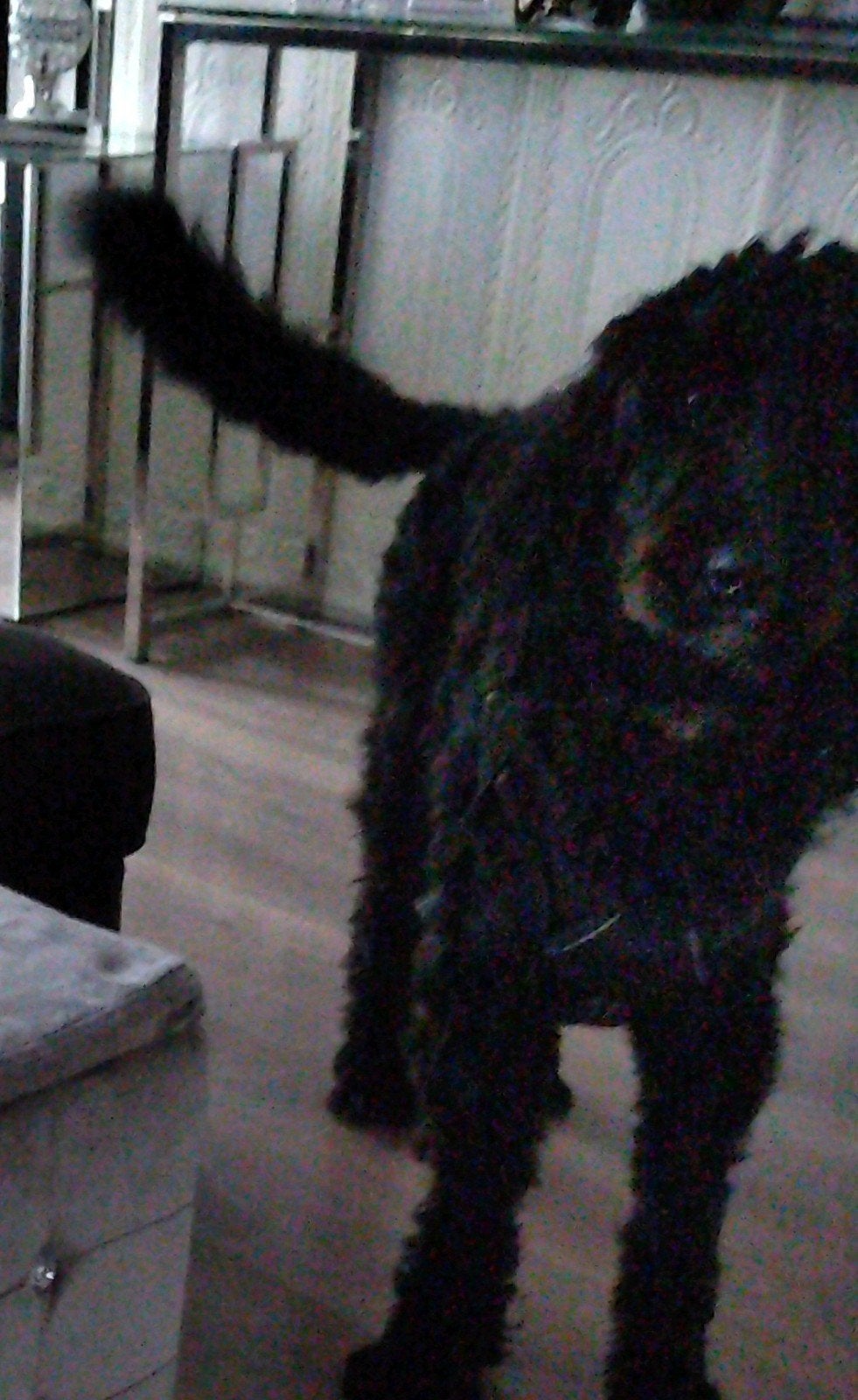 labradoodle zoekt nieuw warm thuis, Ophalen, Minder dan 50 cm