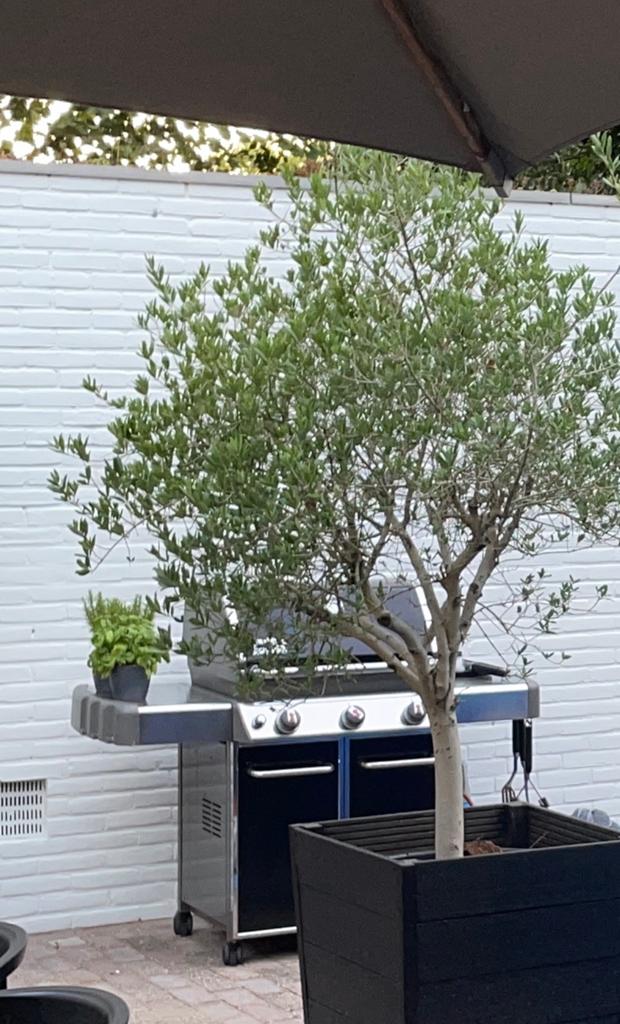 Weber Genesis gasbarbecue met extra's, Ophalen of Verzenden, Gebruikt