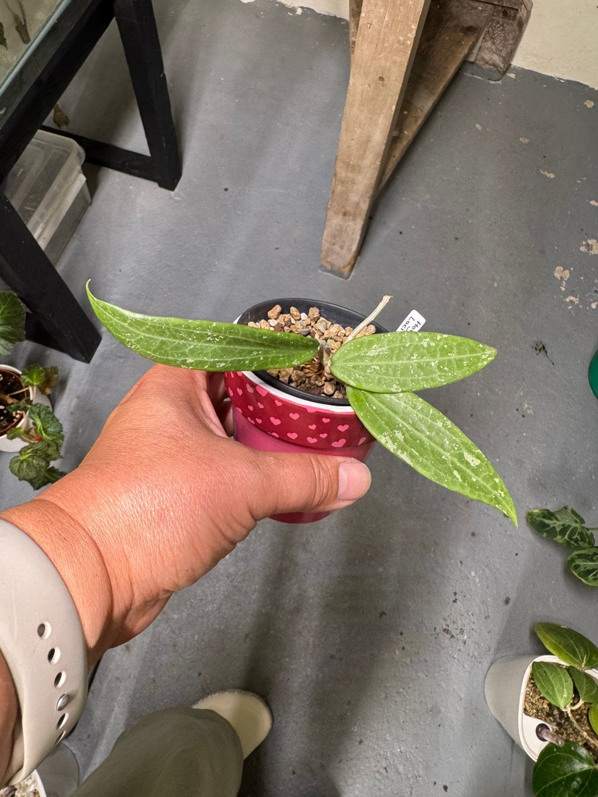 Hoya sp. Loei Province stekje, Huis en Inrichting, Kamerplanten, Ophalen of Verzenden, Halfschaduw, Minder dan 100 cm