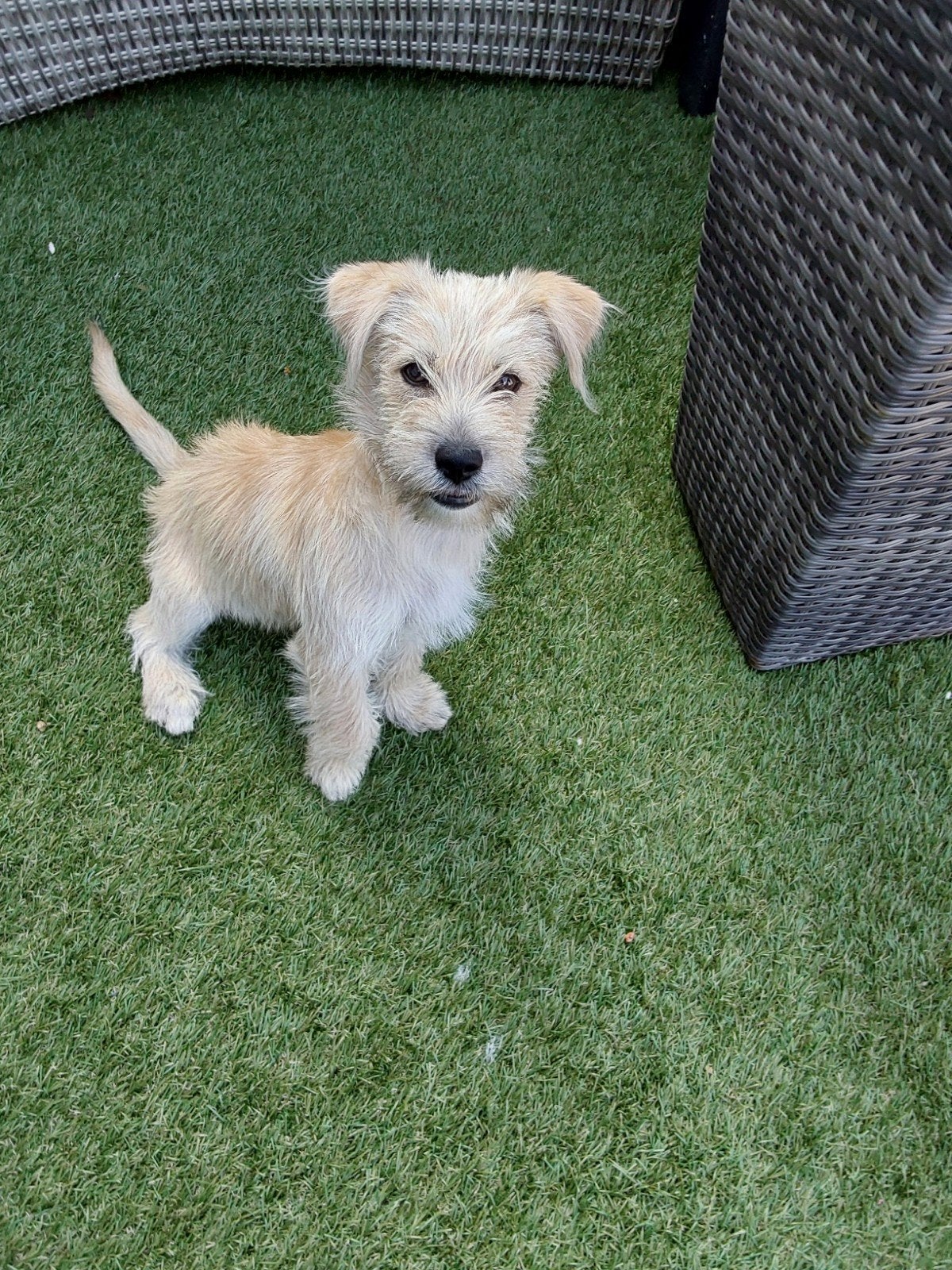 Beige puppy, Particulier, Reu, 8 tot 15 weken, Buitenland