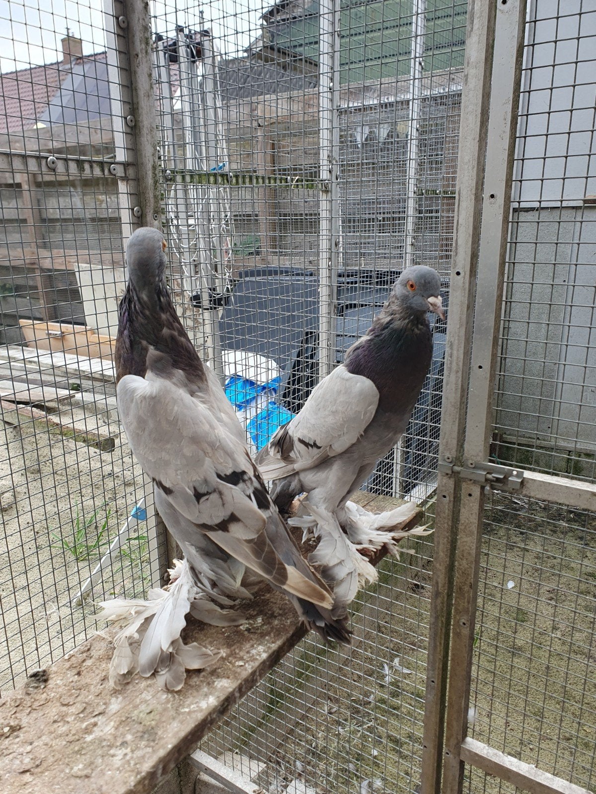 Saksische kroppers blauwzilver, Dieren en Toebehoren, Meerdere dieren, Kropper