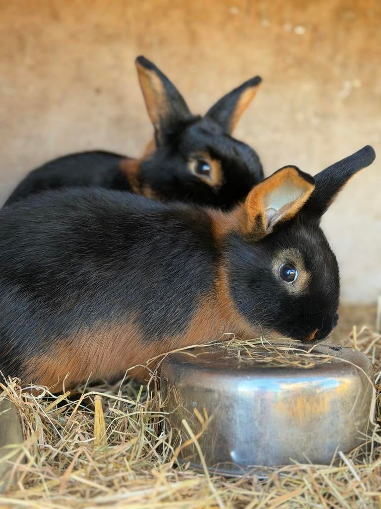 Jonge Black and Tan konijnen, Dieren en Toebehoren, Konijnen, Meerdere dieren, Middelgroot, 0 tot 2 jaar