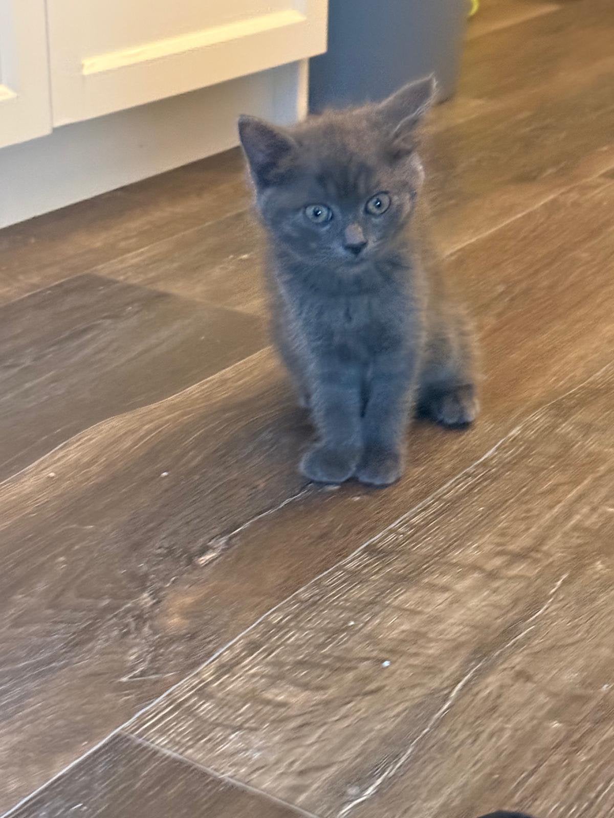 Britse korthaar x ragdoll kittens, Meerdere dieren, Ontwormd