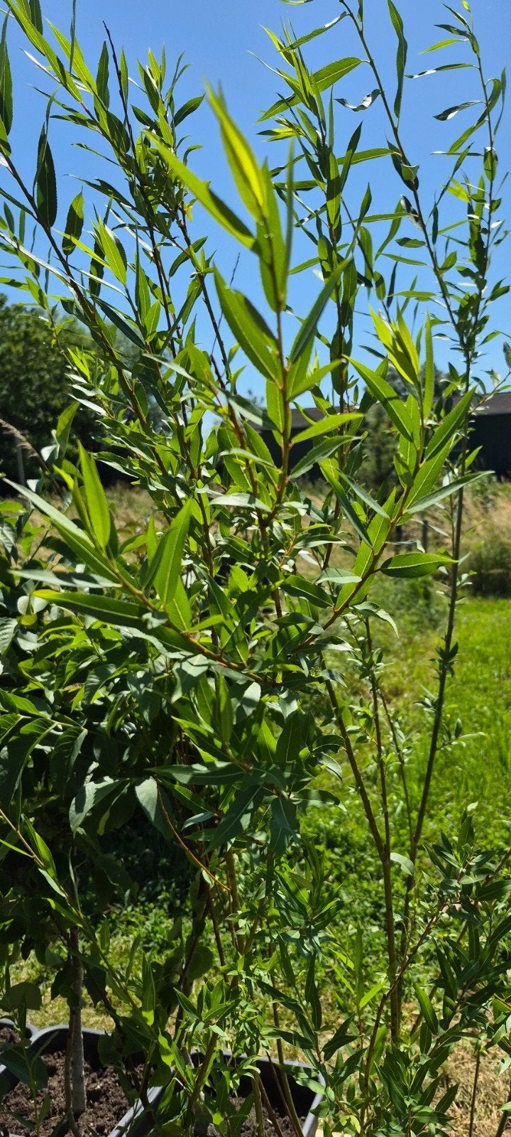 Amandelwilg / Salix triandra, 130-150 cm, in kweekpot, Ophalen, Overige soorten, Struik, 100 tot 250 cm