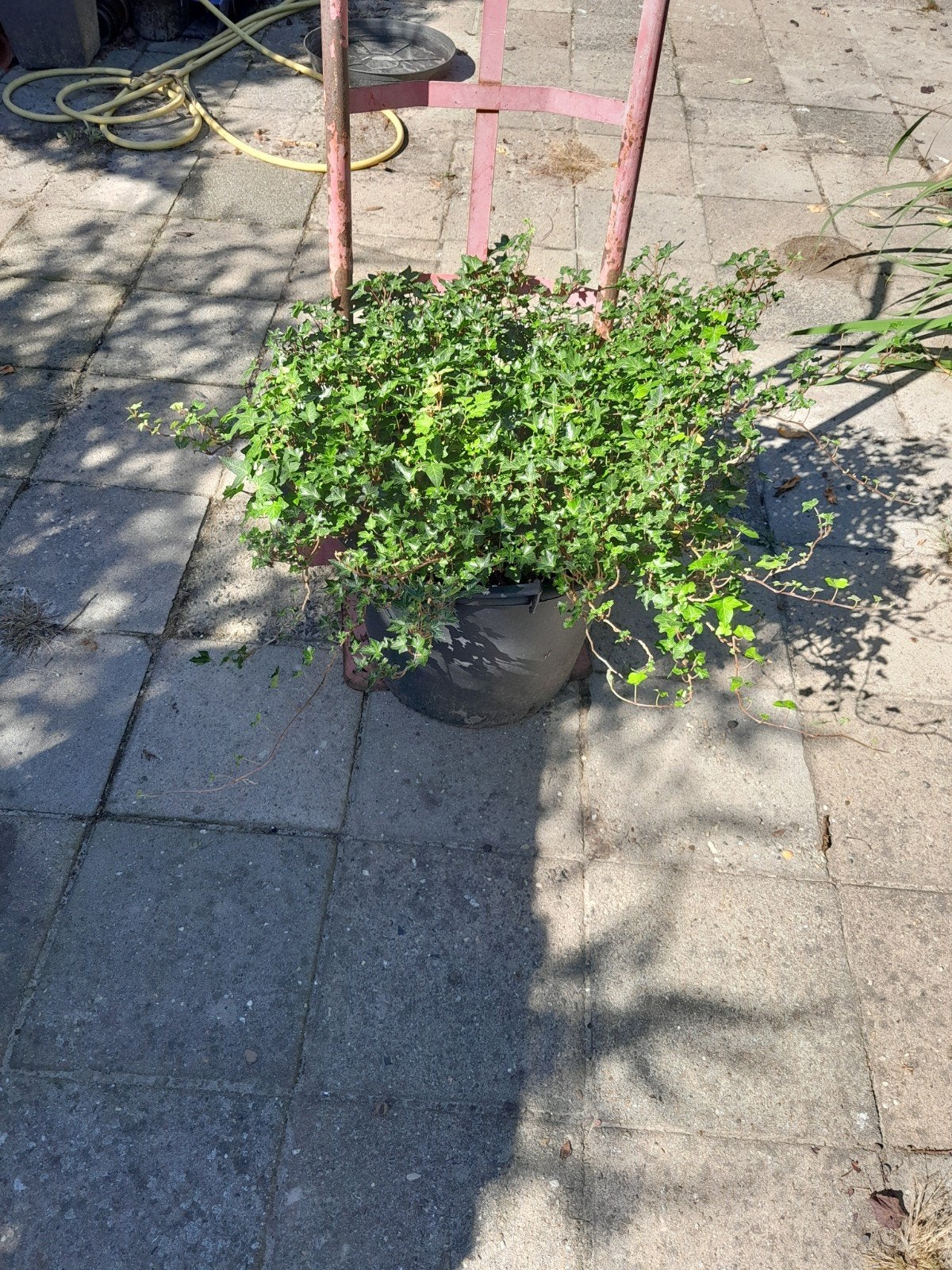 Hedera in pot, Ophalen, Overige soorten, Minder dan 100 cm