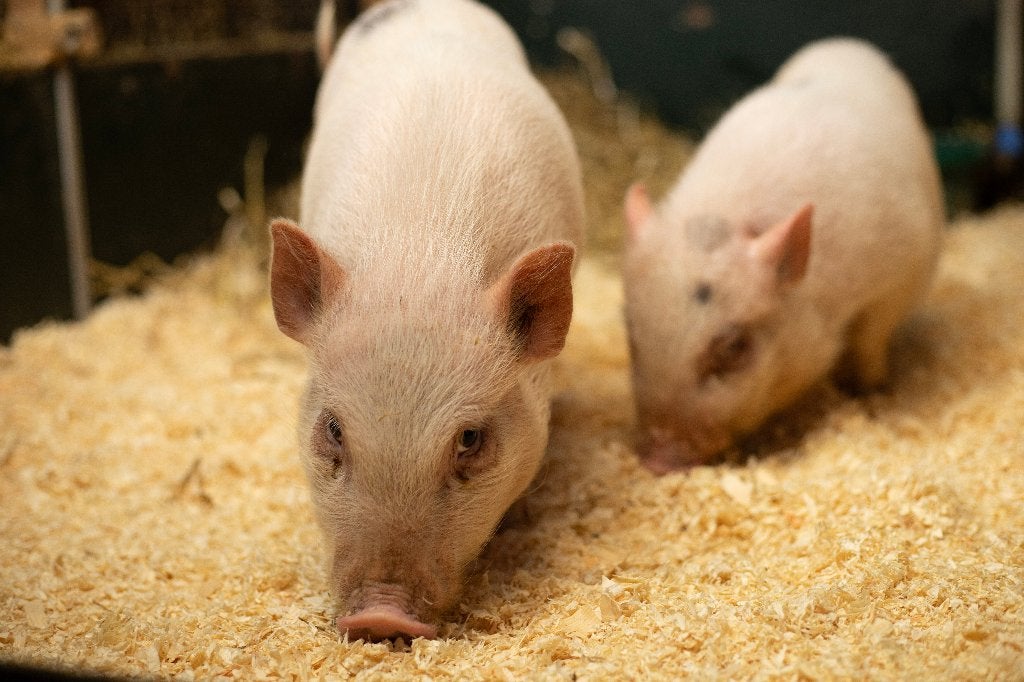Minivarkens | Jonge biggen in verschillende kleuren