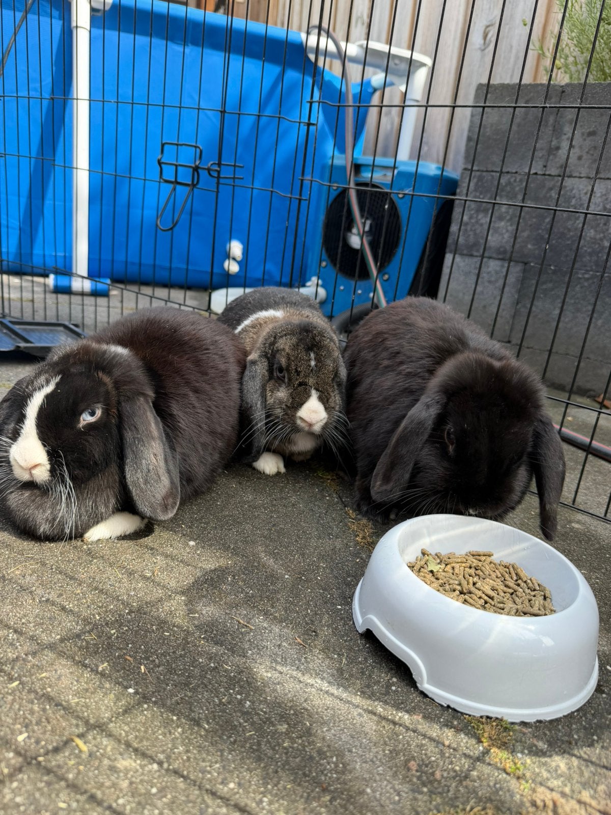 3 lieve tamme konijntjes incl. hok en meer, Meerdere dieren, Middelgroot, Hangoor, 0 tot 2 jaar