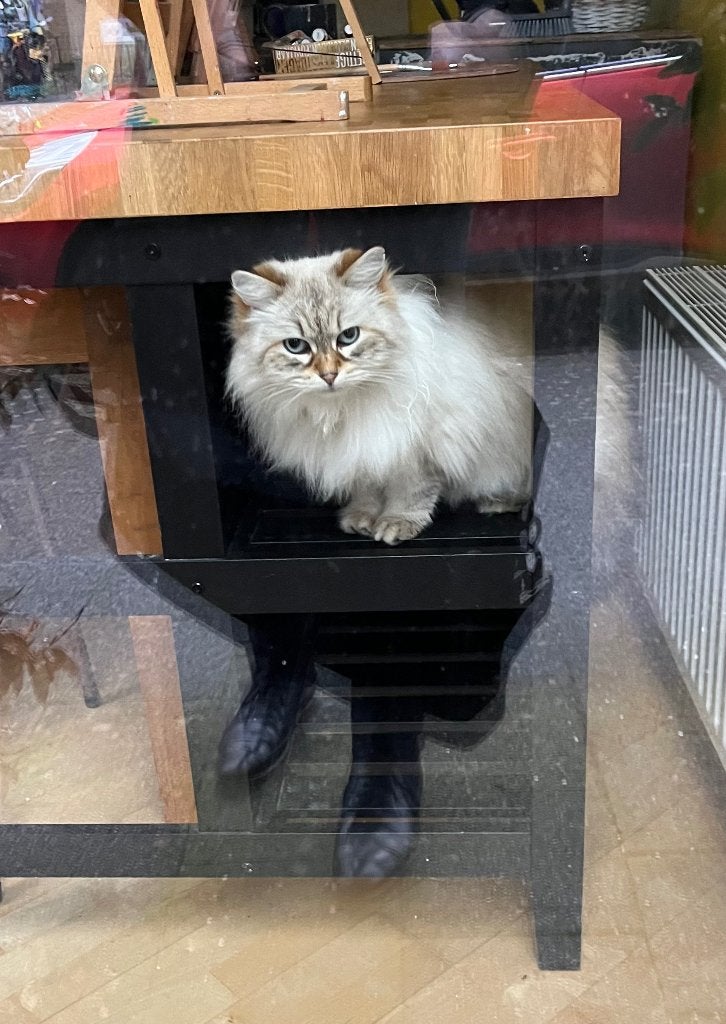 Lieve diva, Neva Masquerade, hypoallergeen, Dieren en Toebehoren, Kater, Met stamboom