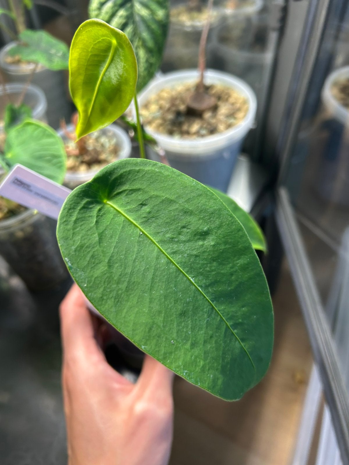 Anthurium Peltigerum, Ophalen of Verzenden, Halfschaduw, Minder dan 100 cm
