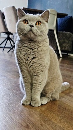 Mooie gezonde Britse korthaar kater Lilac 2 jaar, Kater, Gechipt, 0 tot 2 jaar