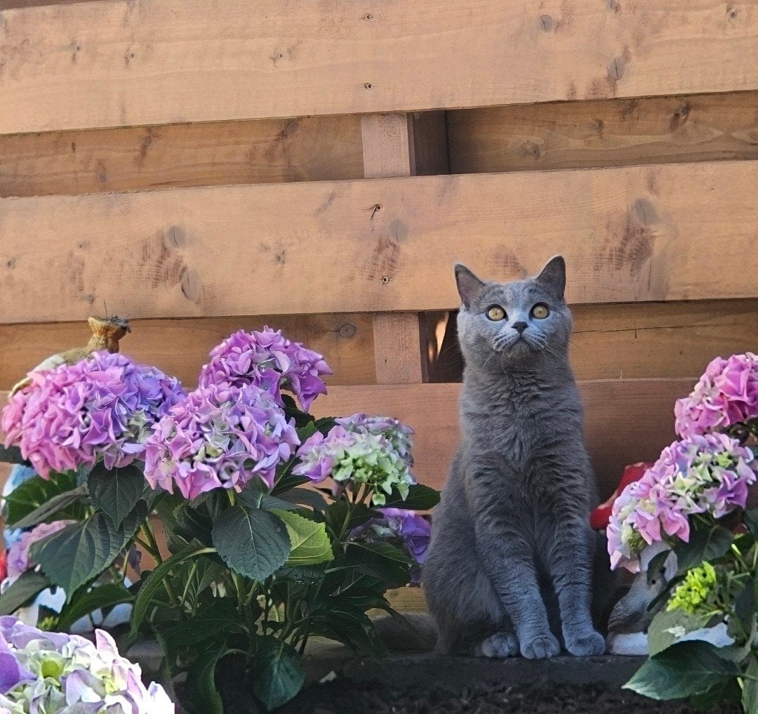 Goed tehuis gezocht voor mijn britse korthaar., Poes, Kortharig, 0 tot 2 jaar