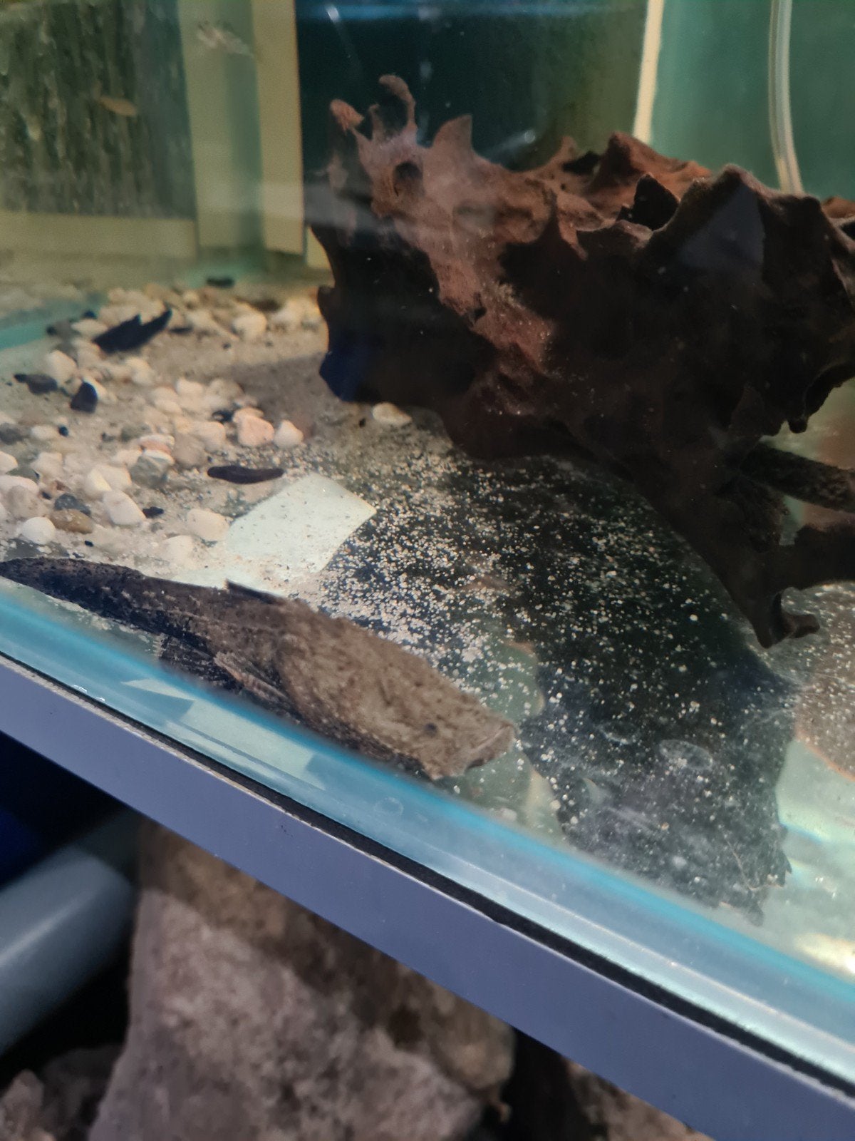 Chaca Bankanensis, grootkopmeerval, meerval, Dieren en Toebehoren, Vissen | Aquariumvissen, Vis, Zoetwatervis