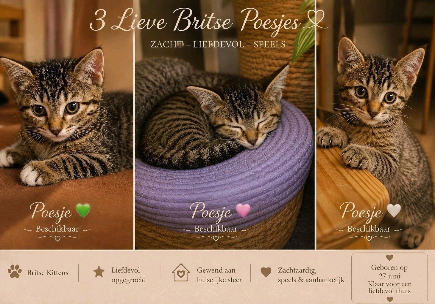 Britse korthaar kittens , Britse langhaar kruising, Dieren en Toebehoren, Katten en Kittens | Overige Katten, Meerdere dieren