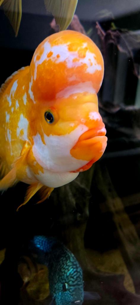 Midas Cichlid - Amphilophus Citrinellus XXL, Vis
